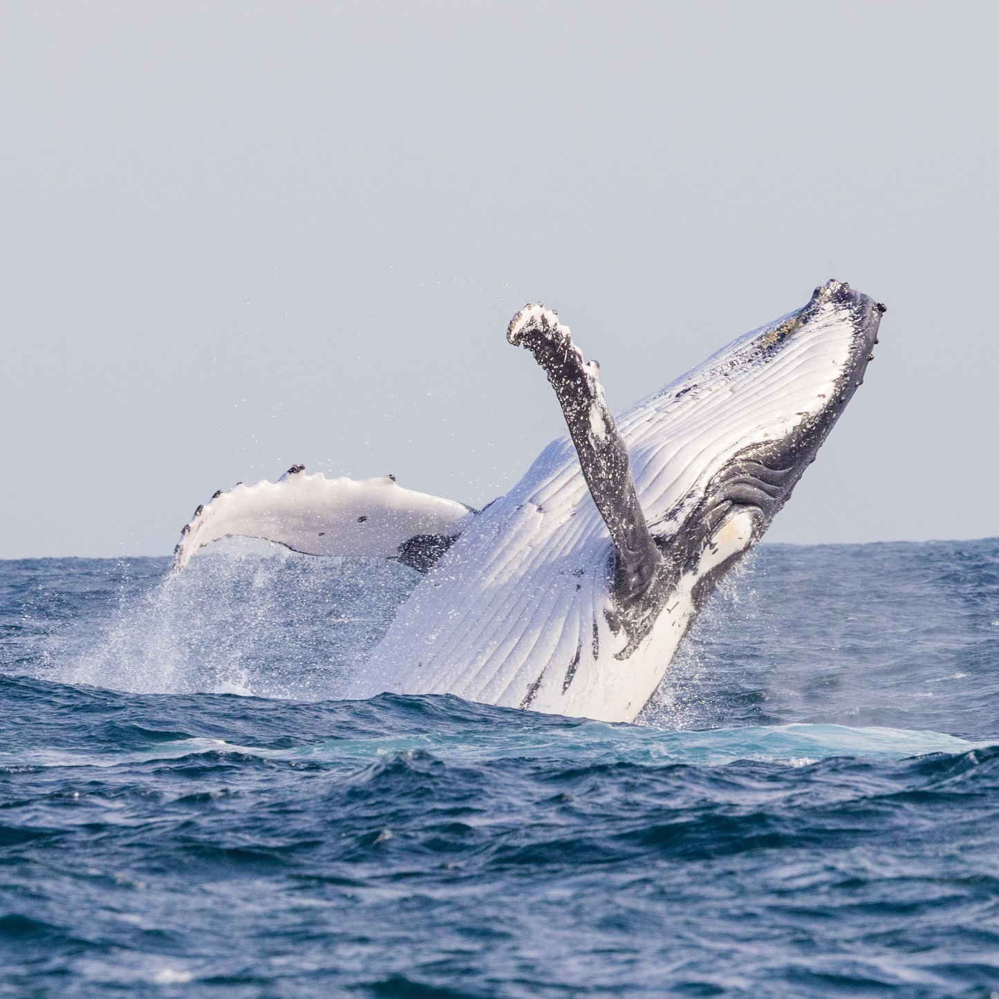 By-Boat Whale Watching Tour