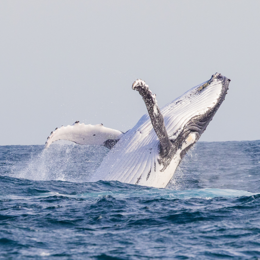 By-Boat Whale Watching Tour